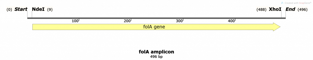folA amplicon map created using the SnapGene molecular cloning software.