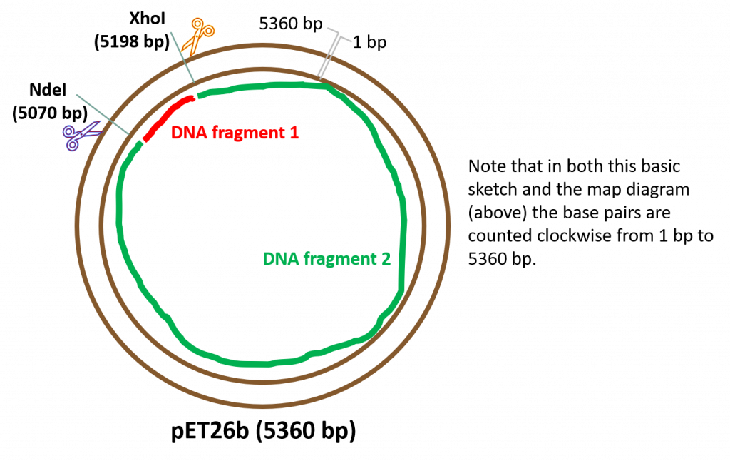 Example of circular DNA cut with 2 restriction enzymes (in this case NdeI and XhoI). This results in 2 DNA fragments.