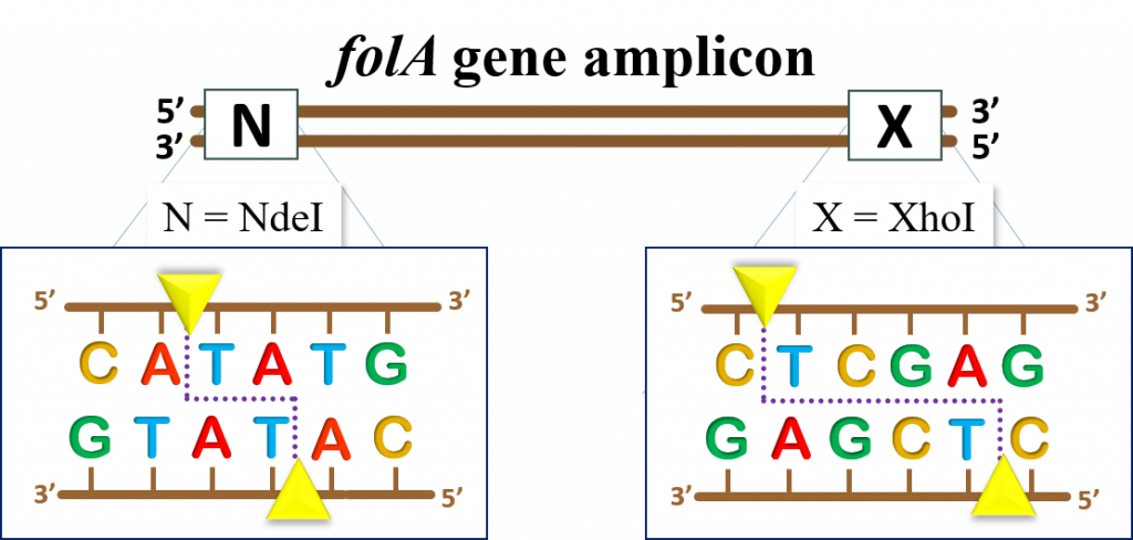 golA gene amplicon showing the NdeI and XhoI DNA recognition sites. For NdeI - CATATG (cut between A and G on both strands). For XhoI - CTCGAG (cut between C and T on both DNA strands).