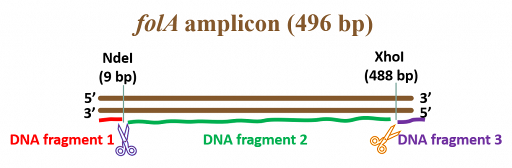 Example of linear DNA cut with two restriction enzymes to generate three DNA fragments. In this example, NdeI (cuts at position 9 base pairs) and XhoI (cuts at position 488 bp). folA amplicon total size = 496 bp.