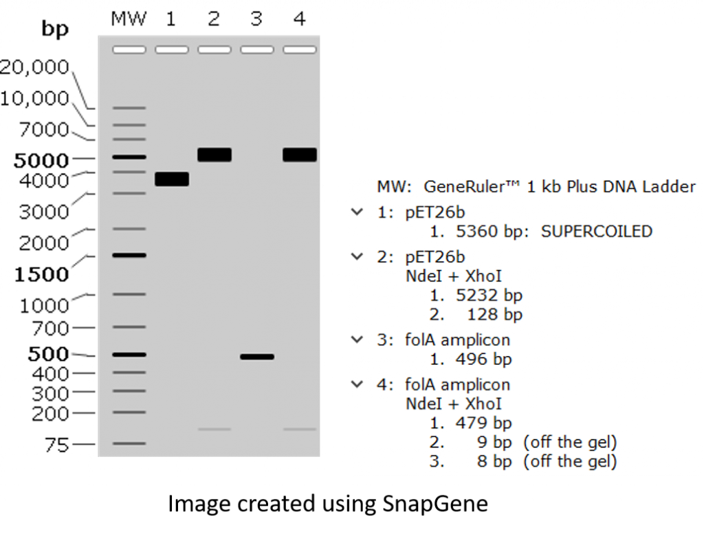 hypothetical agarose gel result created using the SnapGene molecular cloning software.