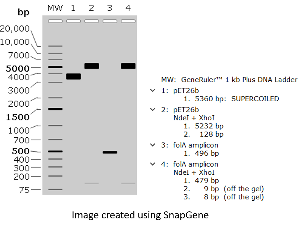 Chapter 2 background – expected DNA band sizes – BBS OER Lab Manual