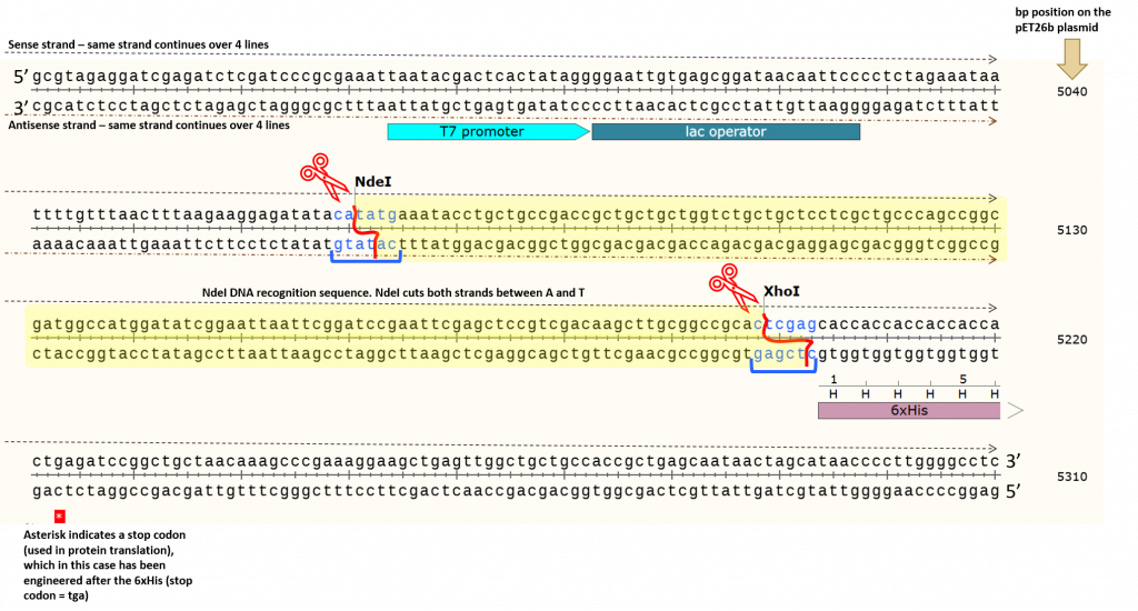 A zoomed in section of the pET26b DNA sequence showing the NdeI and XhoI DNA recognition sites relative to the T7/lac promoter and 6xHis tag.