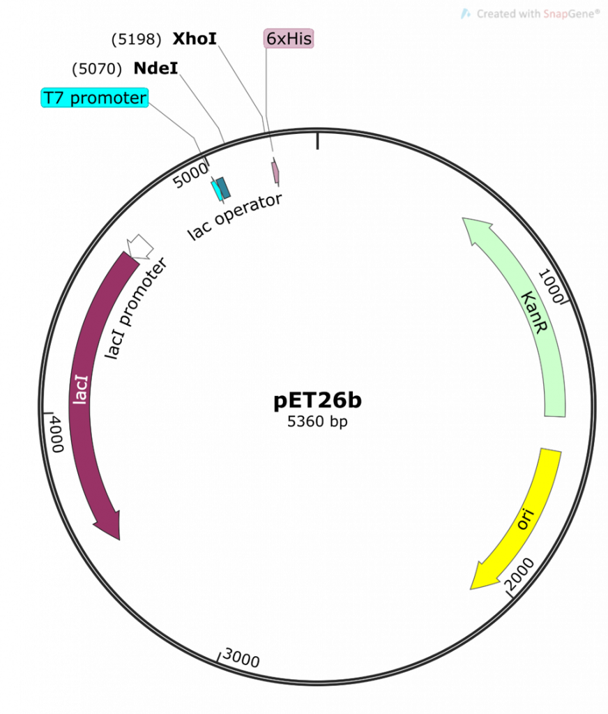 This is a map generated from the actual pET26b DNA sequence. Note the different features of the plasmid, and their base pair (bp) location on the plasmid. The pET26b plasmid is a circular, covalently-closed double-stranded DNA, 5360 bp in length. Main features are: the T7/lac promoter – this is the main event! An inducible promoter (i.e. we control when this promoter is off or on). We are cloning our folA gene downstream of this promoter. NdeI and XhoI - the two Restriction Enzymes (RE) we are using to clone our folA gene downstream of the T7/lac promoter. Note the bp position in brackets beside each RE. This indicates the bp position of the cut site for each RE. 6xHis – this is an engineered tag consisting of the codon for the amino acid histidine repeated six times. Why? Because this 6xHis tag will be used later for protein purification. KanR gene, selectable marker – the kanamycin resistance gene is situated downstream of a constitutive promoter (i.e. always on) and is used as a selectable marker for bacterial transformations. Ori – the origin of replication for the pET26b plasmid lacI – a gene that expresses the Lac repressor, a protein used to control the T7/lac promoter.