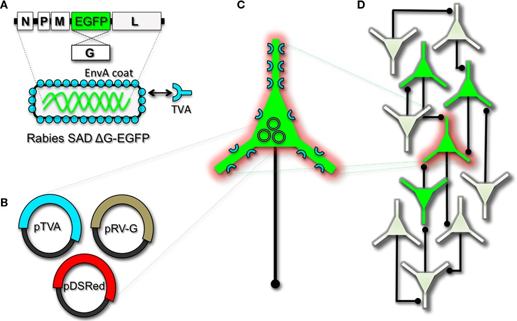 Engineering and pseudotyping rabies virus (RV) for transneuronal tracing. (A) RV can be genetically engineered to express EGFP by replacing the genomic sequence encoding the G coat protein. The genetically modified G-deletion mutant RV must be propagated in vitro to supply a coat protein. The particle can thus be pseudotyped by providing a foreign coat protein such as EnvA, which originates from the avian leukosis virus and binds specifically to it its cognate receptor TVA. EnvA pseudotyped RV can be used to selectively infect neurons that have been genetically targeted for TVA expression. By including additional constructs that encode the wildtype G-capsid protein and a red-colored “cell fill” (B), the modified RV can be genetically targeted to individual neurons for restricted circuit mapping and monosynaptic tracing (C). Since no endogenous receptors exist in the mammalian brain for EnvA, only neurons that are programmed to express TVA are capable of being infected by the EnvA pseudotyped virions. Because the wildtype G-protein sequence has been deleted from the RV genome, G must be supplied by complementation to allow trans-synaptic spread from the neurons targeted for infection. (D) Viral spread ceases monosynaptically due to the absence of G in unmodified neuronal populations.