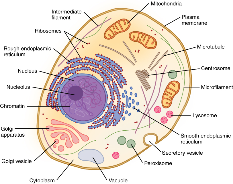 This diagram shows an animal cell with all the intracellular organelles labeled.