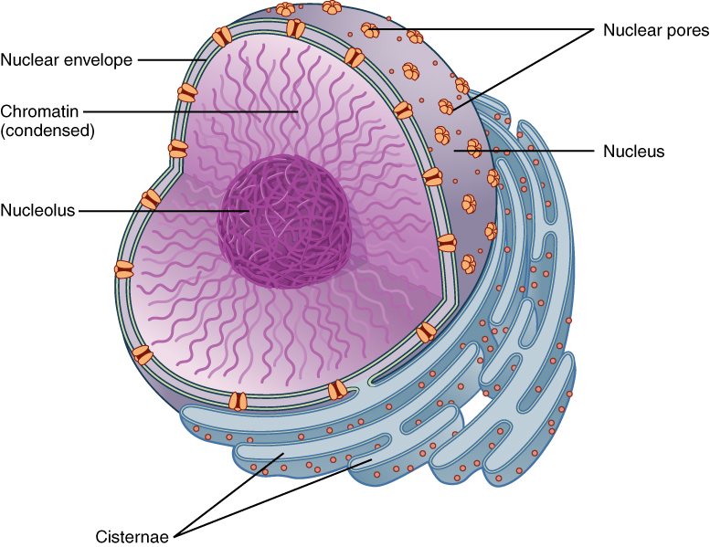 This figure shows the structure of the nucleus. The nucleolus is inside the nucleus, surrounded by the chromatin and covered by the nuclear envelope.