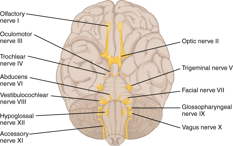 This diagrams shows the brain and the main nerves in the brain are labeled.