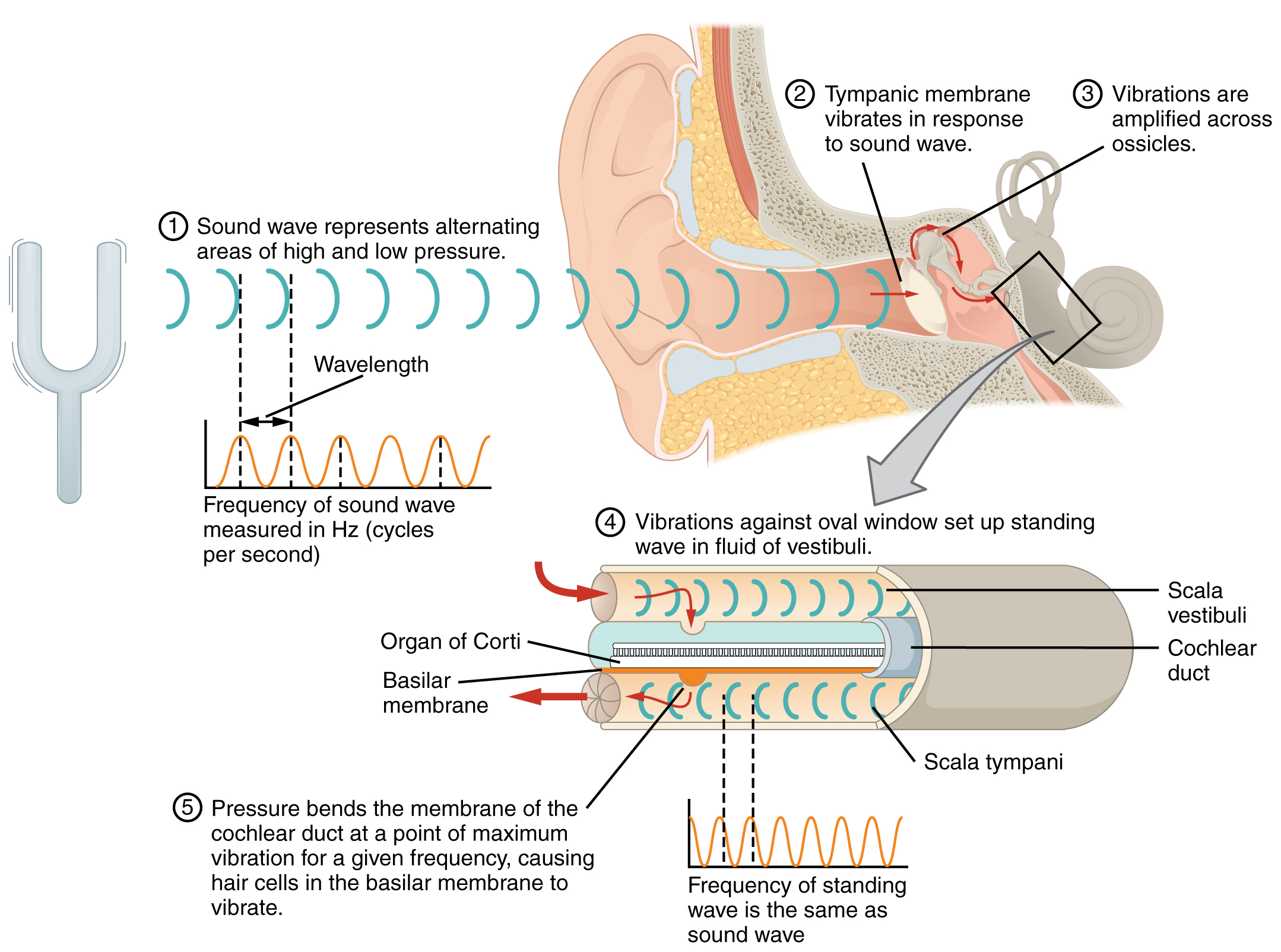 This diagram shows how sound waves travel through the ear, and each step details the process.