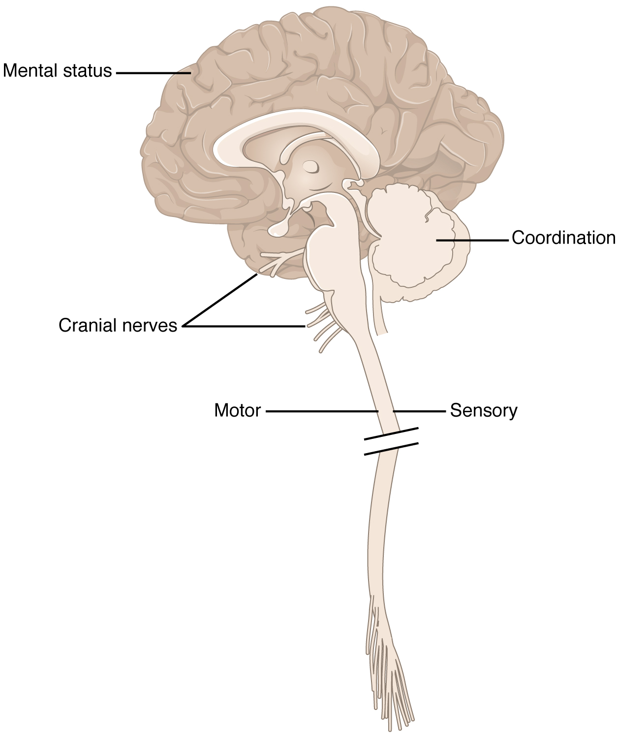 This figure shows a picture of the brain connected to the spinal cord.