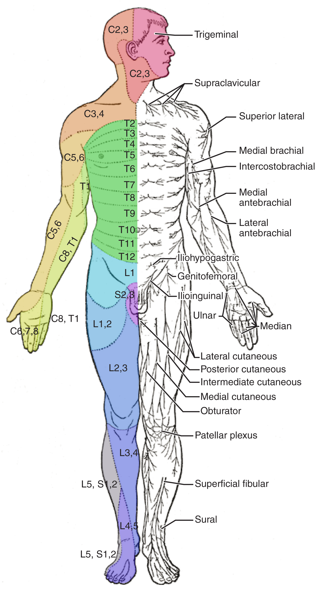 Both panels in this image show the front view of a human body. The left image shows different regions in different colors. In both images, different parts are labeled.
