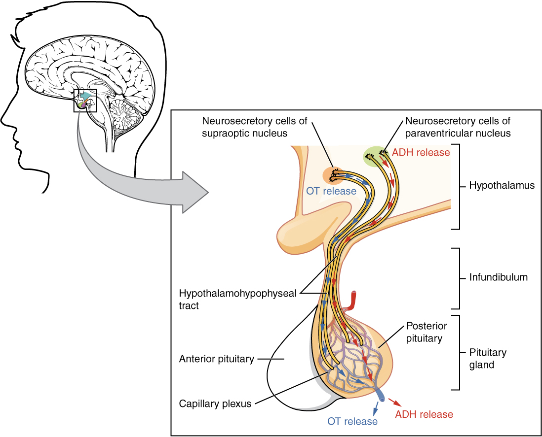 This illustration zooms in on the hypothalamus and the attached pituitary gland. The posterior pituitary is highlighted. Two nuclei in the hypothalamus contain neurosecretory cells that release different hormones. The neurosecretory cells of the paraventricular nucleus release oxytocin (OT) while the neurosecretory cells of the supraoptic nucleus release anti-diuretic hormone (ADH). The neurosecretory cells stretch down the infundibulum into the posterior pituitary. The tube-like extensions of the neurosecretory cells within the infundibulum are labeled the hypothalamophypophyseal tracts. These tracts connect with a web-like network of blood vessels in the posterior pituitary called the capillary plexus. From the capillary plexus, the posterior pituitary secretes the OT or ADH into a single vein that exits the pituitary.