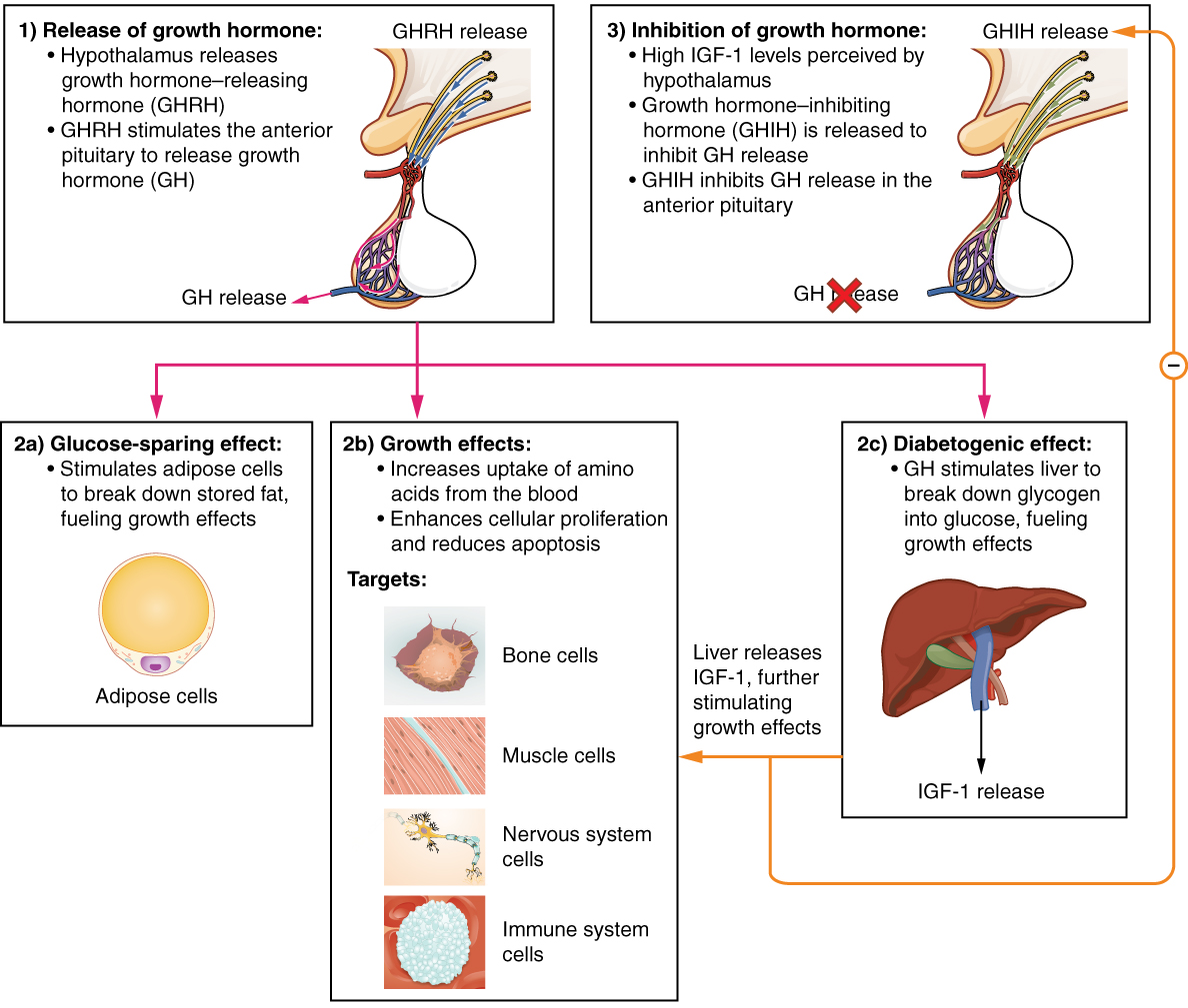 thyroid-hormone-regulation-pathway-medicine