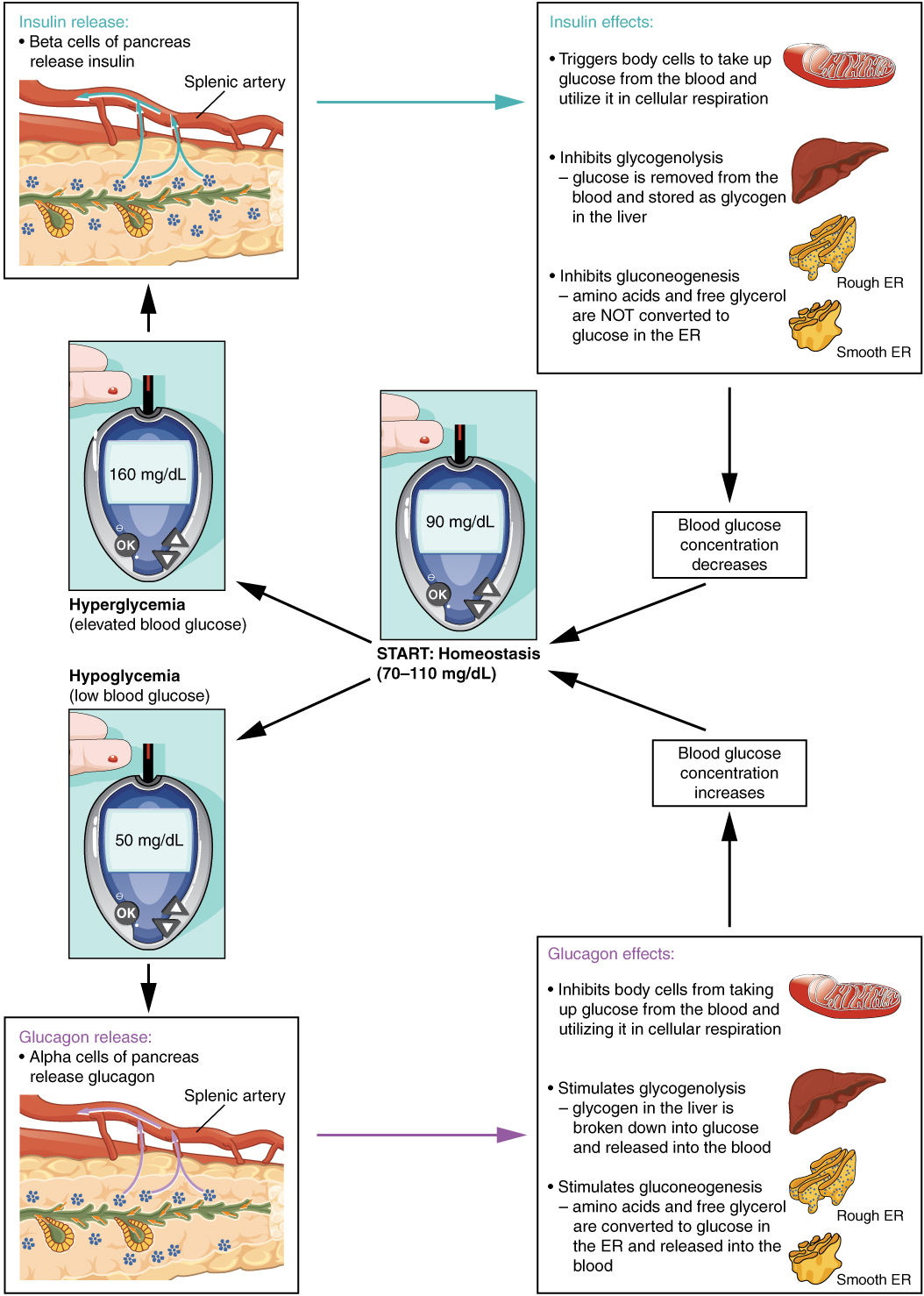 This diagram shows the homeostatic regulation of blood glucose levels. Blood glucose concentration is tightly maintained between 70 milligrams per deciliter and 110 milligrams per deciliter. If blood glucose concentration rises above this range (hyperglycemia), insulin is released from the pancreas. Insulin triggers body cells to take up glucose from the blood and utilize it in cellular respiration. Insulin also inhibits glycogenolysis, in that glucose is removed from the blood and stored as glycogen in the liver. Insulin also inhibits gluconeogenesis, in that amino acids and free glycerol are not converted to glucose in the ER. If blood glucose concentration drops below this range, glucagon is released, which stimulates body cells to release glucose into the blood. All of these actions cause blood glucose concentration to decrease. When blood glucose concentration is low (hypoglycemia), alpha cells of the pancreas release glucagon. Glucagon inhibits body cells from taking up glucose from the blood and utilizing it in cellular respiration. Glucagon also stimulates glycogenolysis, in that glycogen in the liver is broken down into glucose and released into the blood. Glucagon also stimulates glucogenogenesis, in that amino acids and free glycerol are converted to glucose in the ER and released into the blood. All of these actions cause blood glucose concentrations to increase.