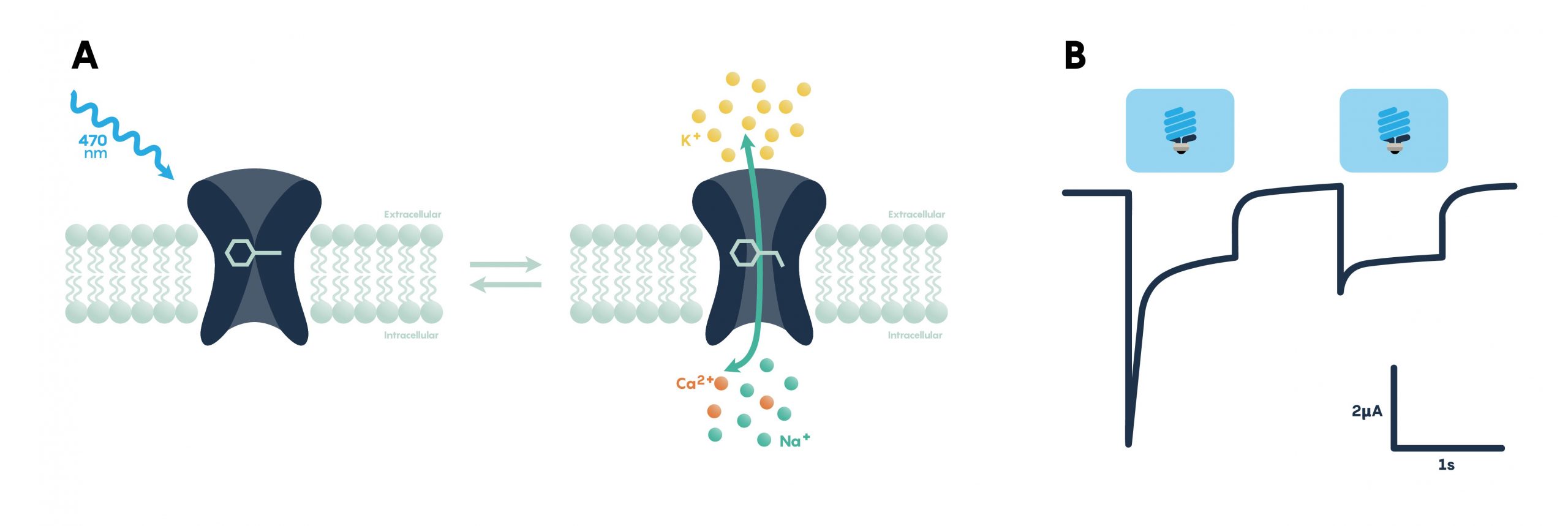 Panel A showing the excitatory effect of blue light on a membrane-bound opsin functioning as a channel. Panel B showing action potentials in response to blue (excitatory) light.