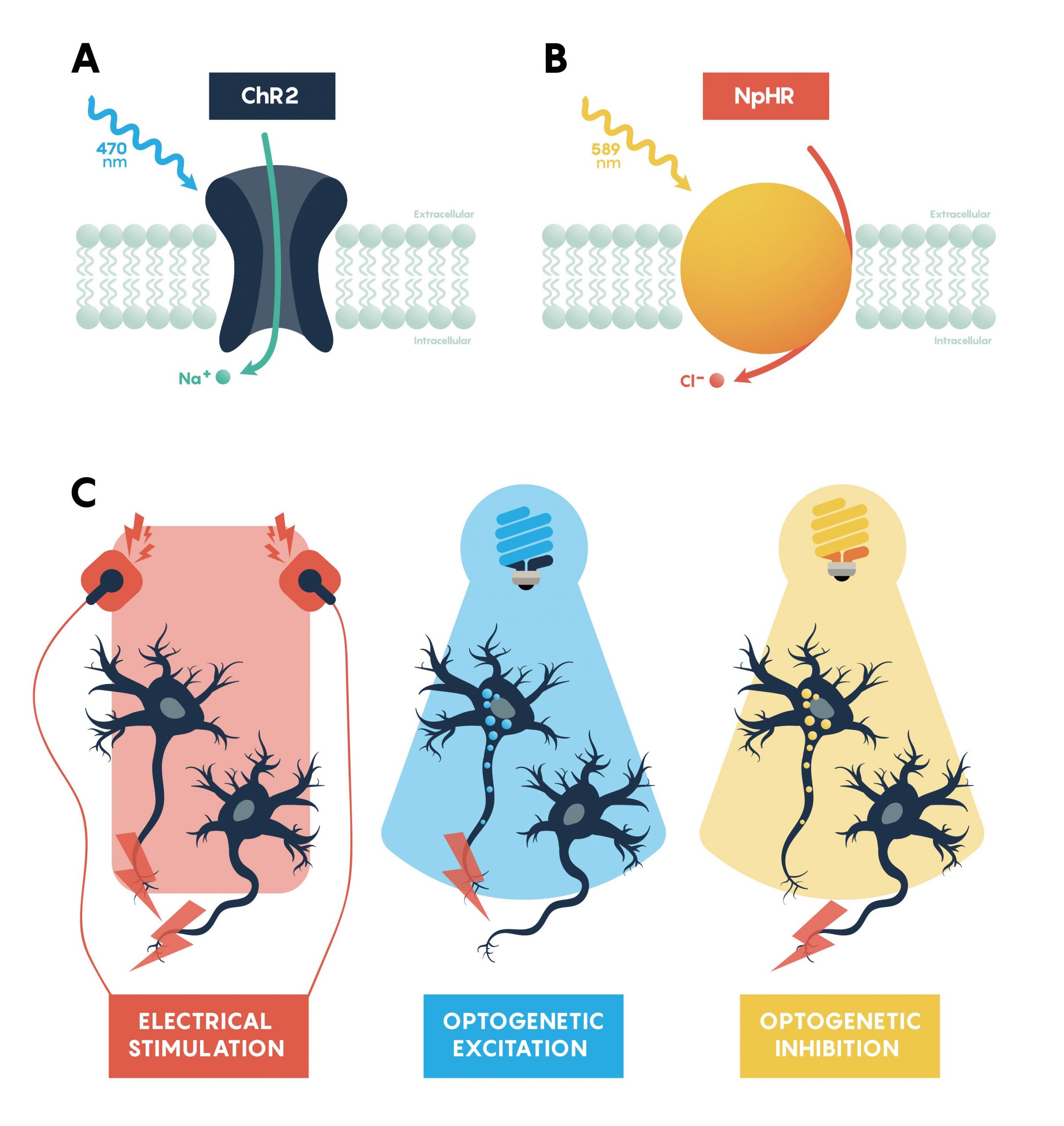 Panels summarizing the features of excitatory, ChR2, (A) and inhibitory, NpHR, (B) opsins. Panel C showing that all neurons would be excitable using a standard electrode. However, optogenetic excitation (blue light) and inhibition (yellow light) only work on specific neurons that express the appropriate opsin.