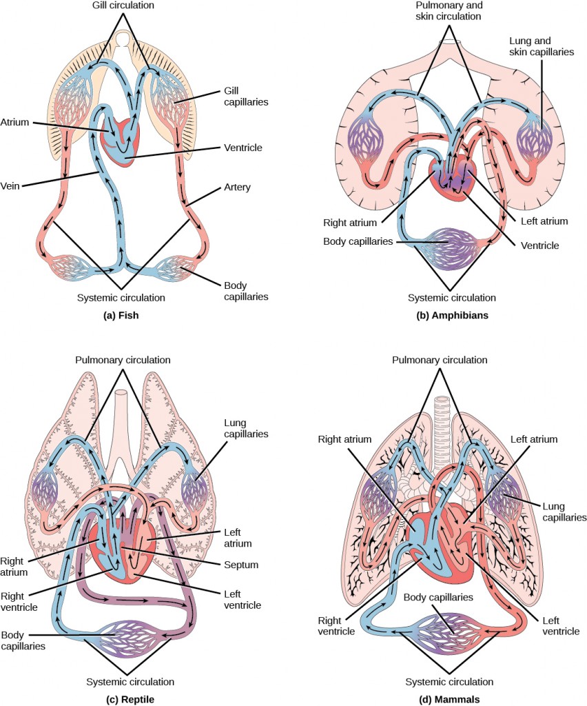 Image consists of four diagrams that show the various circulation methods of fish, amphibians, reptiles, and mammals & birds.
