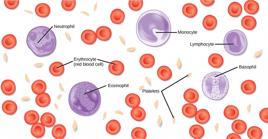 Illustration of the components of blood.