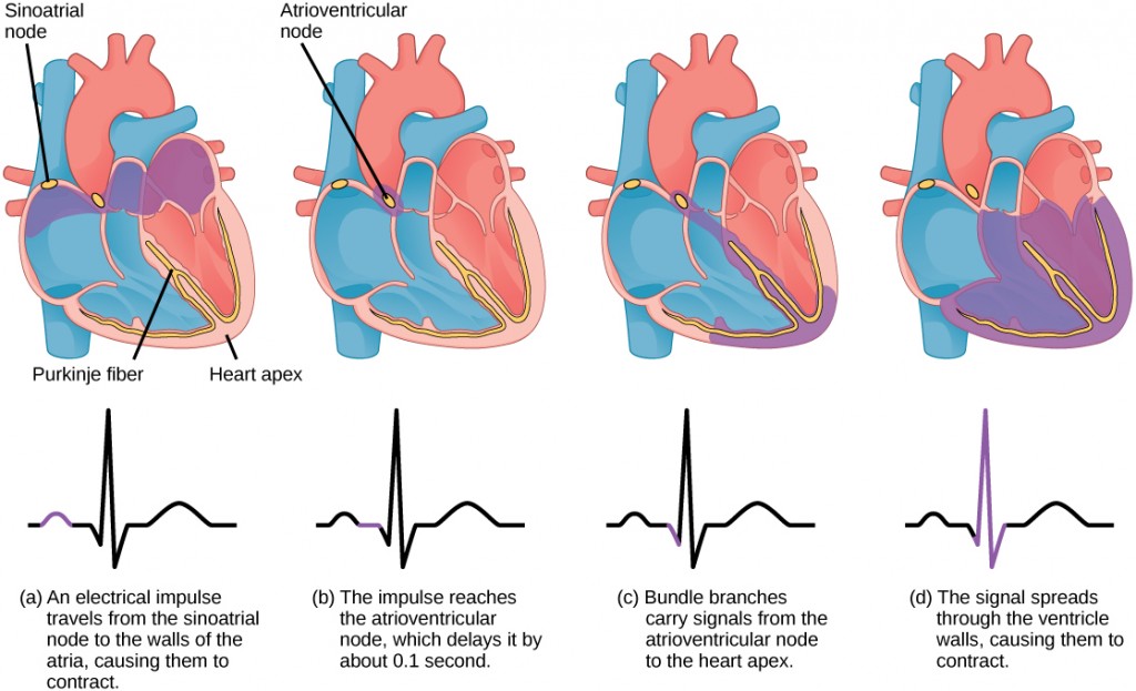 Image consists of four illustrations showing the movement of blood through the heart in relation to an electrical signal. The blood and respective segment of the electrical impulse are coloured purple.