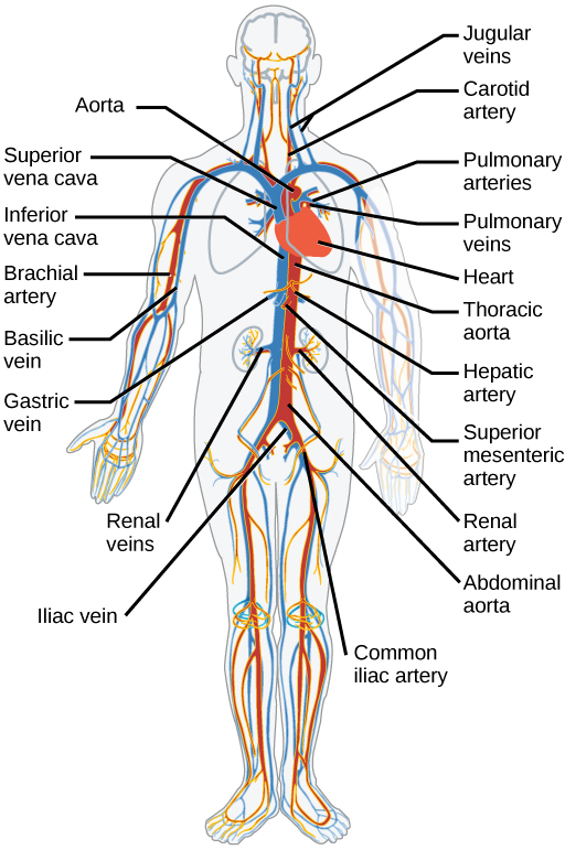 Diagram of the major arteries and veins of the human body. Arteries are coloured red to show oxygenated blood and veins are coloured blue to show de-oxygenated blood.