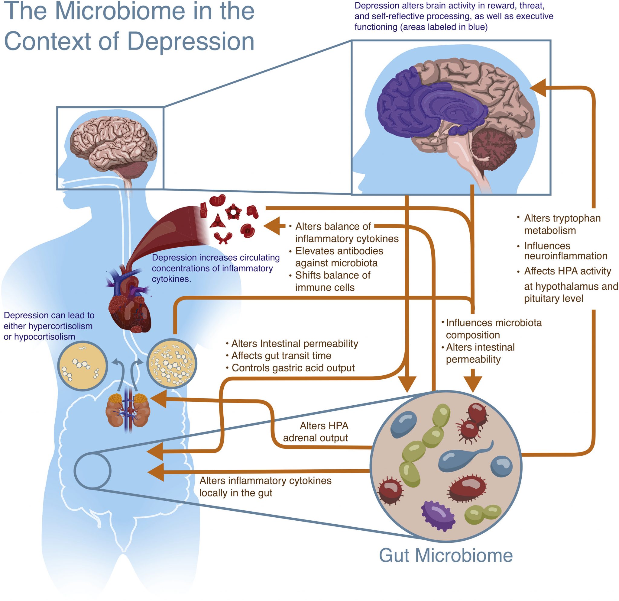 4.3 Dysbiosis and Depression – Neuroscience: Canadian 2nd Edition