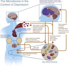 4.3 Dysbiosis and Depression – Neuroscience: Canadian 2nd Edition