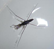 Water doctor (insect) walking on water
