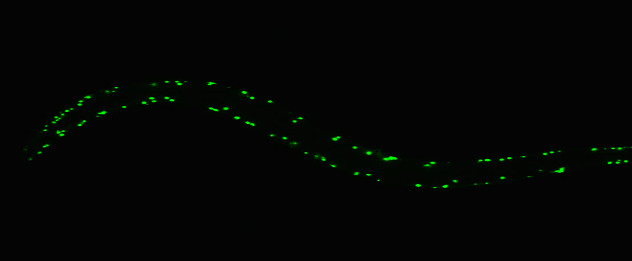 A C. elegans with a mutation that causes the muscles in the body walls to appear green when viewed by fluorescent microscopy is shown. The C. elegans is a long skinny worm, with green spots outlining the body against a black background.