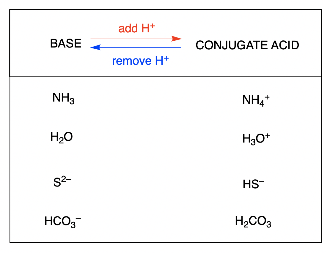 Solved Write the conjugate base for the species shown below