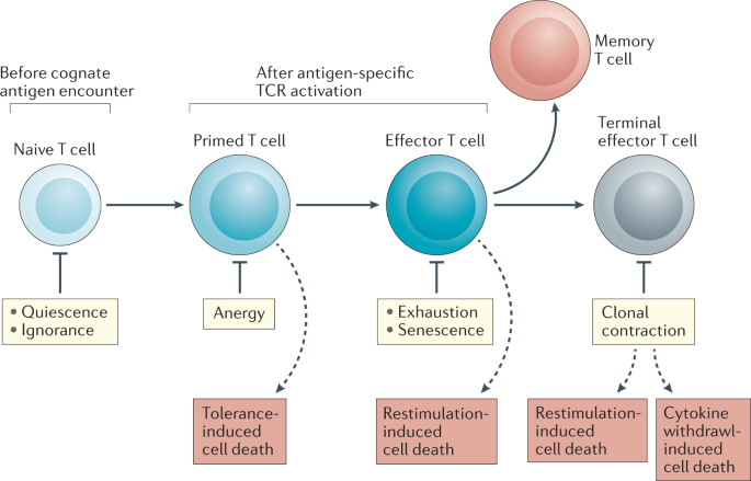 1.2: Introduction to the Immune System – Selected Topics in Health and ...