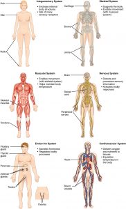 A series of 6 human bodies, each one with the different system represented: integumentary, skeletal, muscular, nervous, endocrine, cardiovascular.