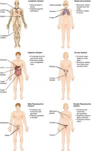 A series of 6 human bodies, each one with the different system represented: lymphatic, respiratory, digestive, urinary, reproductive (male) and reproductive (female).