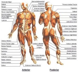 A diagram of the front and back muscles of a human body