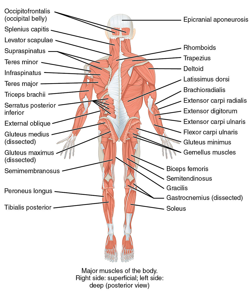 Body mechanics, mobility and body alignment introduction