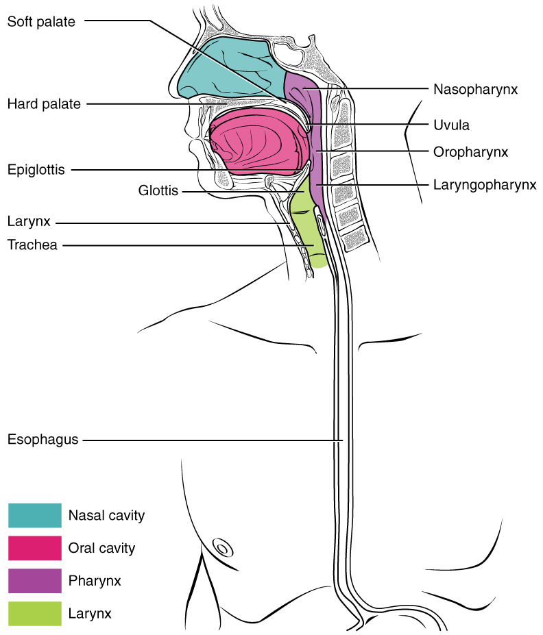 The anatomy involved in eating diagram showing the parts of the nasal cavity, oral cavity, pharynx, and larynx.
